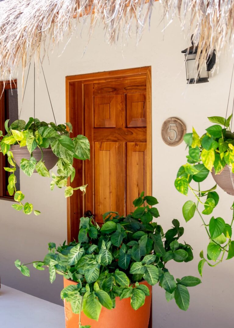 1000090734 - Poza Clara